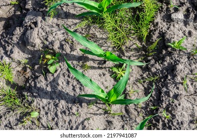 View of a small corn just sprouted from the ground. Corn surrounded by weeds.