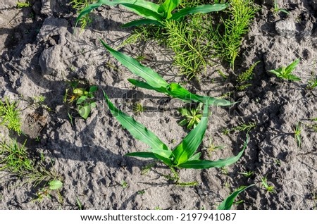 View of a small corn just sprouted from the ground. Corn surrounded by weeds.