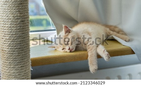 A view of a small ginger short-hair kitten sleeping on the sunny windowsill