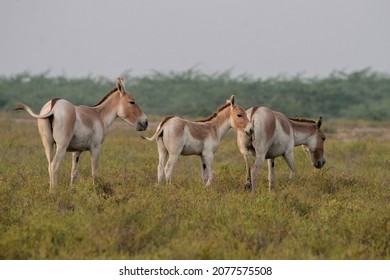 View of a small herd of Indian Wild Ass, at Little Rann, Gujarat India