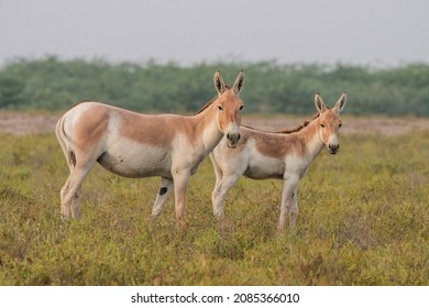 View of a small herd of Indian Wild Ass