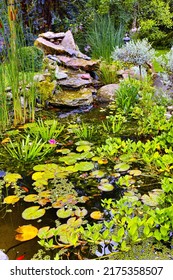 View of a small japanese pond with lillypads, fresh green aquatic plants, reeds and succulents growing in a backyard at home. Tranquil, calm and serene water feature in covered in flora in the garden