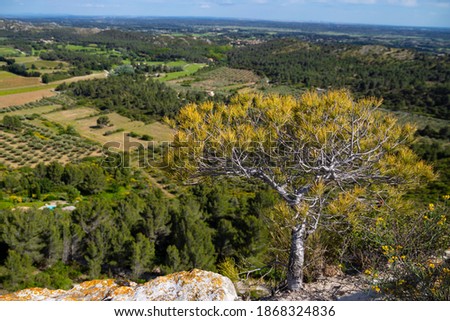View of small pine tree growing in the in southern France with green fields of bouches-du-rhone valley in the background.