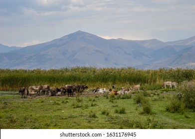 View At Small Prespa Lake (Greece).