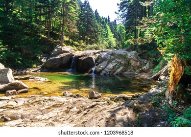 View Of Small River Among Big Pine Tree Forest In Uludag National Park.