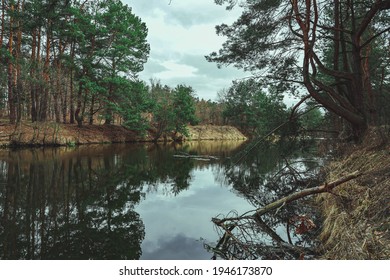 View Of Small River Among Big Pine Tree Forest