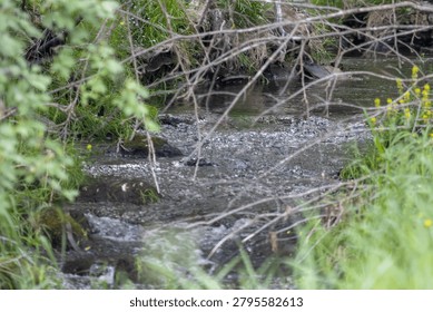 A view of a small, shallow stream flowing through a dense forest undergrowth. Clear water ripples over a bed of dark gravel and moss-covered stones, creating small patches of white foam in the foreground. The stream is heavily framed by overgrown wilderness, including tangled, bare tree branches in the mid-ground, a soft-focus green leafy bush on the left, and tall blades of grass dotted with tiny yellow wildflowers on the right.