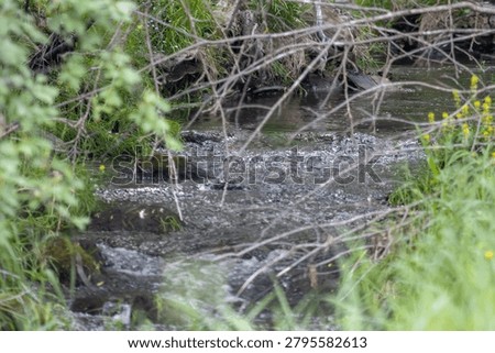 A view of a small, shallow stream flowing through a dense forest undergrowth. Clear water ripples over a bed of dark gravel and moss-covered stones, creating small patches of white foam in the foreground. The stream is heavily framed by overgrown wilderness, including tangled, bare tree branches in the mid-ground, a soft-focus green leafy bush on the left, and tall blades of grass dotted with tiny yellow wildflowers on the right.