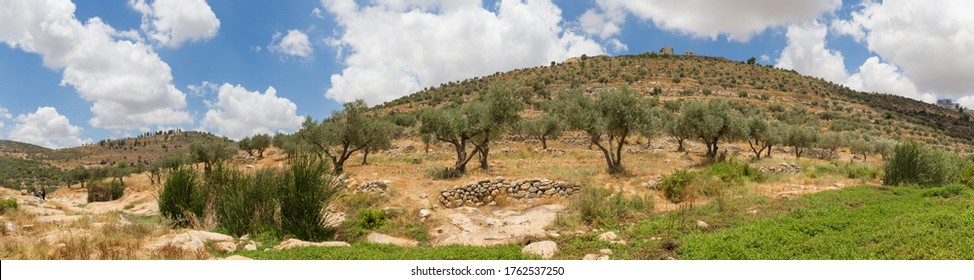 View from small valley with water stream between mountains of olive groves. Photo takes in the hills of Ramallah, Palestine. 