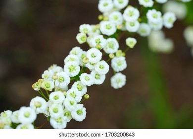 Bridal Wreath Spirea Hd Stock Images Shutterstock