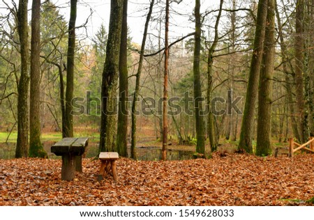 A view of a small wooden bench and table standing in the middle of a dense forest or moor with a small pond nearby and colorful withered leaves scattered all over the place on a sunny autumn day
