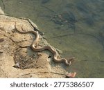 The view of a snake in a pond. 