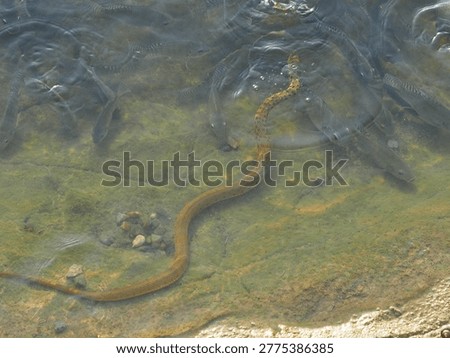 The view of a snake in a pond. 