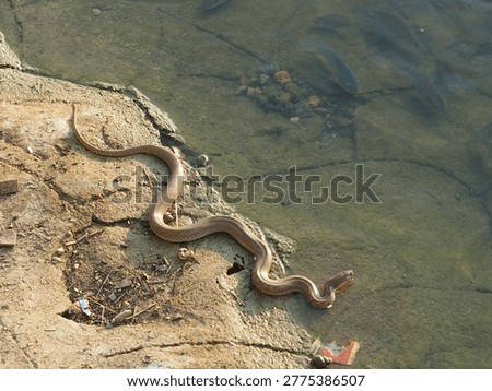 The view of a snake in a pond. 