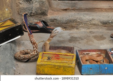 View Of Snakes Used For Snake Charming