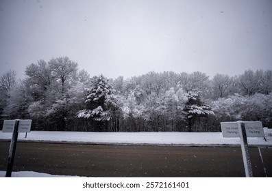 View of Snow falling on Pine Trees from the other side of the road