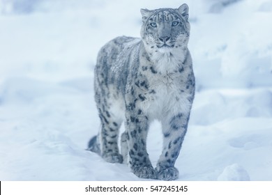 View Snow Leopard.
