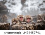 View of snow monkies in an onsen