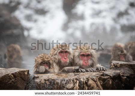 View of snow monkies in an onsen