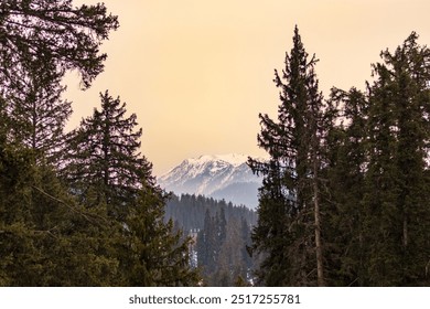 View of snowcapped mountains amidst pine trees in Gulmarg, Kashmir during sunrise - Powered by Shutterstock