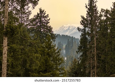 View of snowcapped mountains amidst pine trees in Gulmarg, Kashmir during sunrise - Powered by Shutterstock