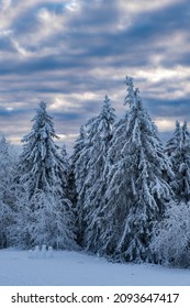 View Of Snow-covered Conifers On The Großer Feldberg In Taunus - Germany At Dusk 