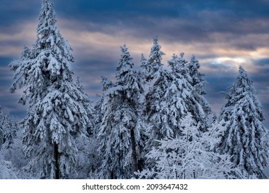 View Of Snow-covered Conifers On The Großer Feldberg In Taunus - Germany At Dusk 