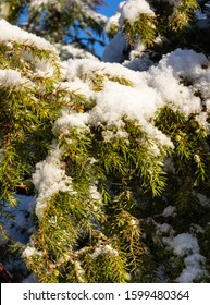 View of a snow-covered juniper branch. Green juniper berries can be seen in the branches. The snow glows in the sun.A plant used in medicine and cooking.