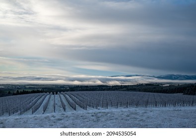 A view of a snow-covered Oregon vineyard with rows leading over a hill, fog and clouds above. 
