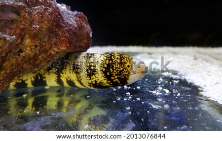 View of Snowflake Eel, also known as the Snowflake Moray Eel, Clouded Moray, or Starry Moray, is one of the most beautiful morays, and inhabits caves and crevices throughout the Indo-Pacific reefs