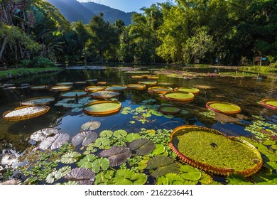 View of some beautiful Victoria Regia plants in a lake at Rio de Janeiro Botanical Garden - Shutterstock ID 2162236441
