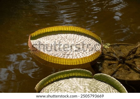 Similar – Foto Bild Die Santa-Cruz-Seerose, die auf Lateinisch Victoria cruziana heißt, steht in einer Reihe auf einem Teich im botanischen Garten. Sie sind von verschiedenen tropischen Pflanzen umgeben. Sie werden in einem Gewächshaus kultiviert.