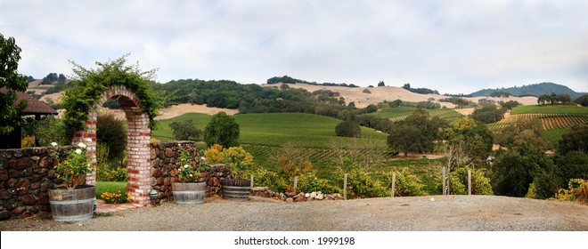 View At At Sonoma Valley With Rows Of Grapes From California Winery