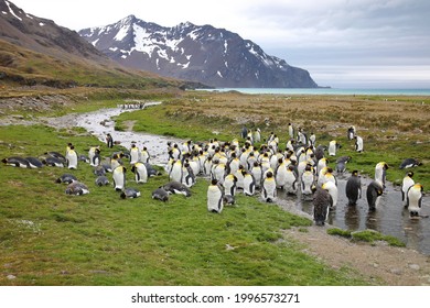 View Of South Georgia Island