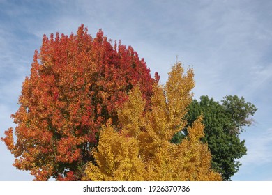 View Of Southern California Street Trees In Three Different Colors In Autumn