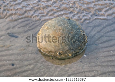 View of spherical stone in sand with barnacles