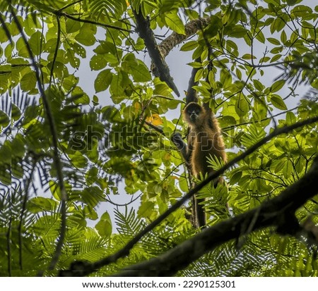 A view of a spider monkey above a tributary of the Tortuguero River in Costa Rica during the dry season