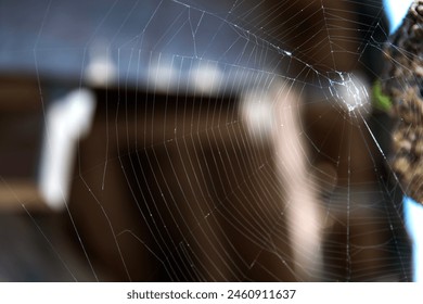 View of the spider web