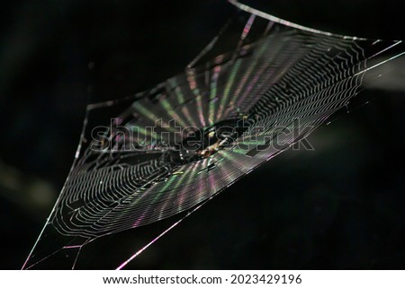View of a spider web at a side angle - spider web with colored reflection