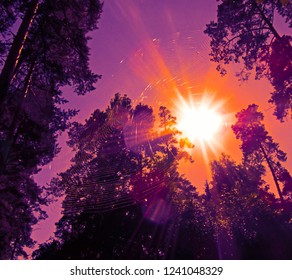 View up the spiderweb (or cobweb) and trees silhouettes against bright sun. Close-up of a insect trap in a forest nature on shiny sunshine.