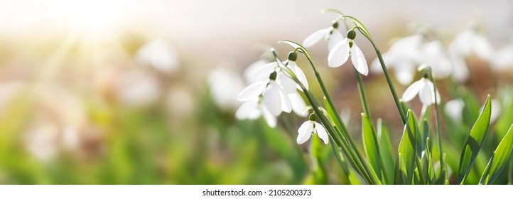 View of the spring flowers in the park. New fresh snowdrop blossom on beautiful morning with sunlight. Wildflowers in the nature.