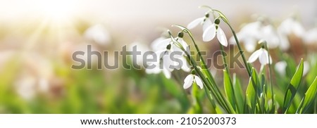 View of the spring flowers in the park. New fresh snowdrop blossom on beautiful morning with sunlight. Wildflowers in the nature.