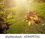 view of spring garden in the sunlight