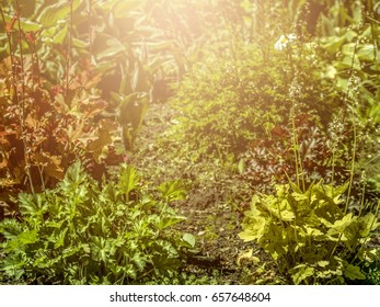 view of spring garden in the sunlight