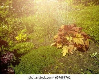 view of spring garden in the sunlight