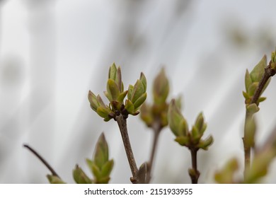 view of spring green buds with focus on one twig and out of focus rest in gloomy weather with blurred cloudy sky in background