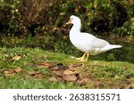 View from the springs of Agia Barbara; a lovely duck. A small complex of springs, rivers and lakes that surrounds an urban park on the edge of the city of Drama. Macedonia. Southern Greece.