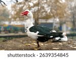 View from the springs of Agia Barbara; a lovely duck. A small complex of springs, rivers and lakes that surrounds an urban park on the edge of the city of Drama. Macedonia. Southern Greece.