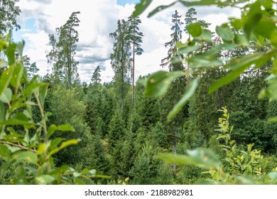 View Of Spruce Forest Trees, Long Grass And Blue Sky With Big White Clouds