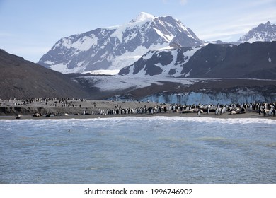 View Of St Andrews Bay, South Georgia